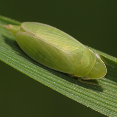 Hecalus major