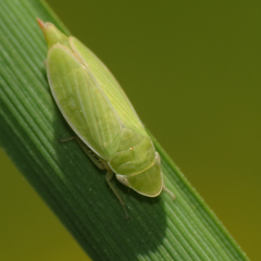 Hecalus major