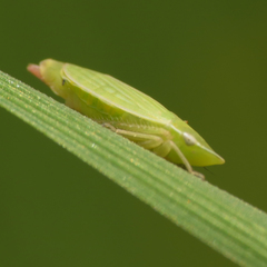 Hecalus major