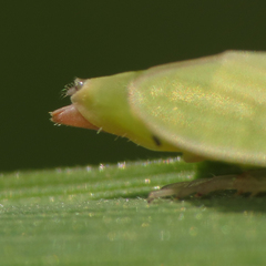 Hecalus major