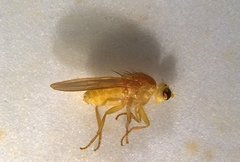 Sapromyzosoma quadricincta