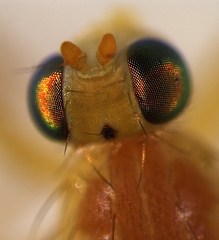 Sapromyzosoma quadricincta