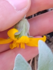 Balsamorhiza sericea