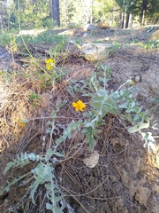 Balsamorhiza sericea