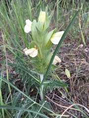 Acanthus hirsutus