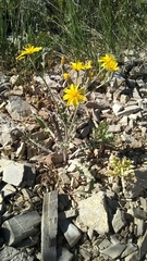 Crepis intermedia