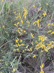 Genista aucheri