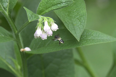 Megachile conjuncta