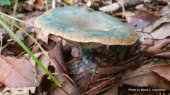 Lactarius pseudodeliciosus