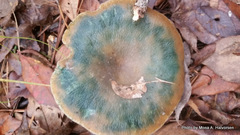 Lactarius pseudodeliciosus