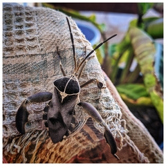 Petascelis remipes