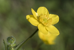 Ranunculus canus