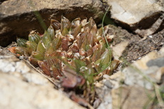 Haworthia mirabilis consanguinea
