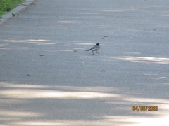 Motacilla alba