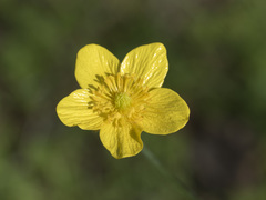 Ranunculus canus