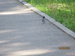 Motacilla alba
