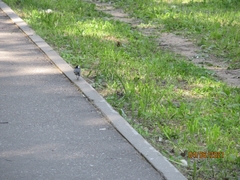 Motacilla alba