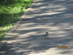 Motacilla alba