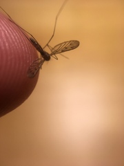 Anopheles freeborni