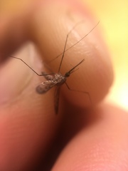 Anopheles freeborni