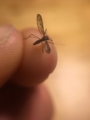 Anopheles freeborni