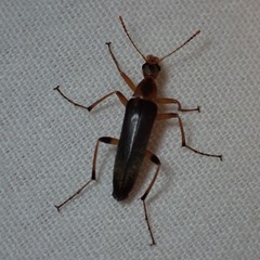 Cephaloon lepturides