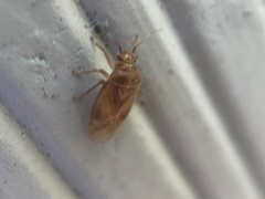 Tropidosteptes