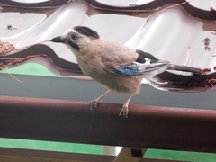 Garrulus glandarius