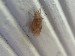 Tropidosteptes