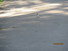 Motacilla alba