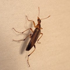 Cephaloon lepturides