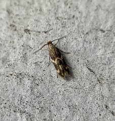 Oinophila v-flava