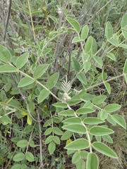 Onobrychis hypargyrea