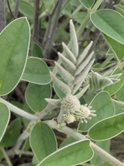 Onobrychis hypargyrea