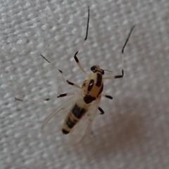 Cricotopus sylvestris