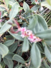 Polygonum cognatum