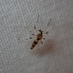 Cricotopus sylvestris