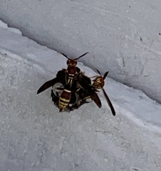 Polistes exclamans