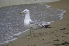 Larus michahellis