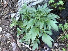 Phacelia procera