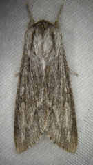 Acronicta lanceolaria