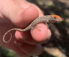 Anolis sagrei