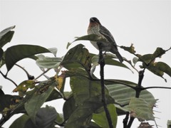 Ixothraupis rufigula