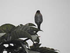 Ixothraupis rufigula