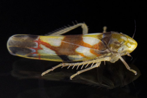 How to identify Erythroneura elegans McAtee, 1920