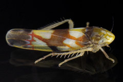 Erythroneura elegans