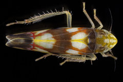 Erythroneura elegans