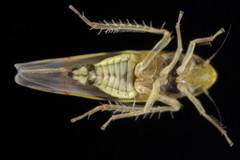 Erythroneura elegans