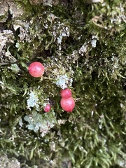 Trigonaspis megaptera