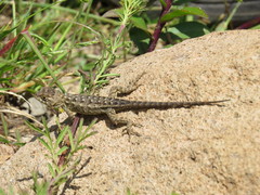 Sceloporus horridus